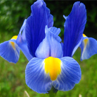 Bulbi Iris toamna