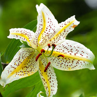 Bulbi Crini Lilium de primavara