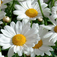 Seminte Margarete perene