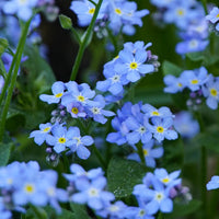 Alte seminte flori bienale si perene