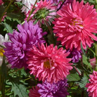 Seminte Ochiul Boului