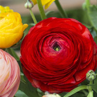 Bulbi de primavara deosebiti