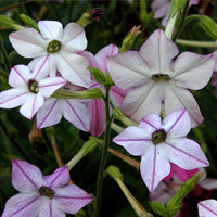 Seminte Regina Noptii, Noptite