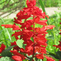 Seminte Salvia