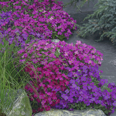 Seminte flori bienale si perene