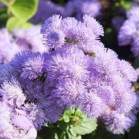 Seminte flori Pufuleti (Ageratum)