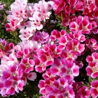 Seminte flori Godetia