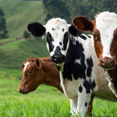 Solutii mulgatoare vaci