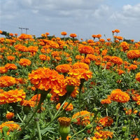 Seminte Craite - Tagetes