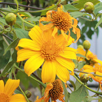 Seminte flori tip Margarete