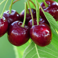 Schema de tratament la cires