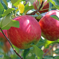 Schema de tratament la mar