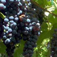 Schema de tratament vita de vie