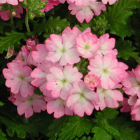 Seminte Urzicuta, Urzica