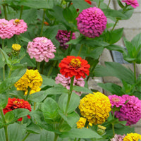 Seminte Carciumarese - Zinnia