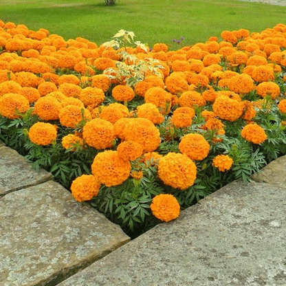 Seminte flori Craite Pitice (Tagetes erecta) portocalii 1 g