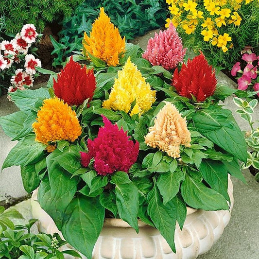 Seminte flori Creasta Cocosului (Celosia plumosa) Mix 0.5g
