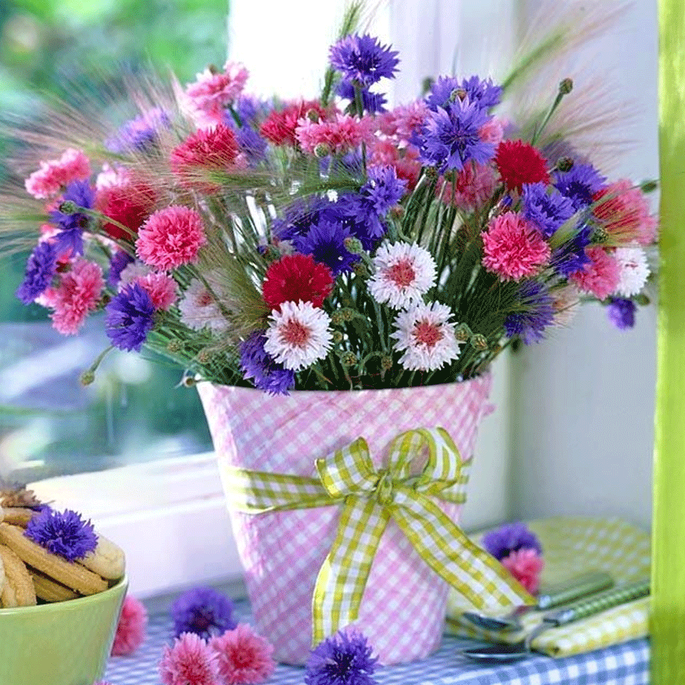 Seminte flori Albastrele (Centaurea cyanus) mix 0.7g