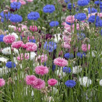 Thumbnail for Seminte flori Albastrele (Centaurea cyanus) mix 0.7g