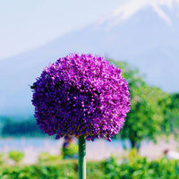 Thumbnail for Bulbi Ceapa ornamentala Gladiator 1 buc