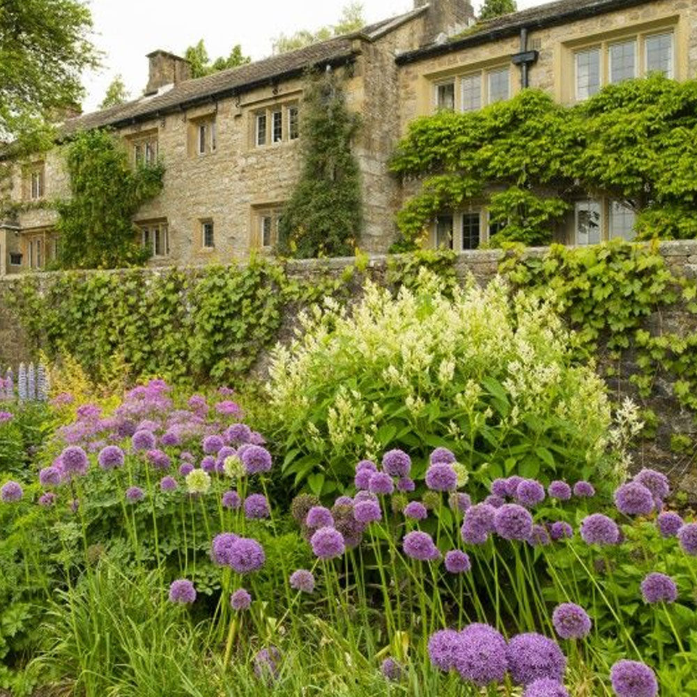 Bulbi Ceapa ornamentala Gladiator 1 buc