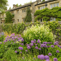 Thumbnail for Bulbi Ceapa ornamentala Gladiator 1 buc