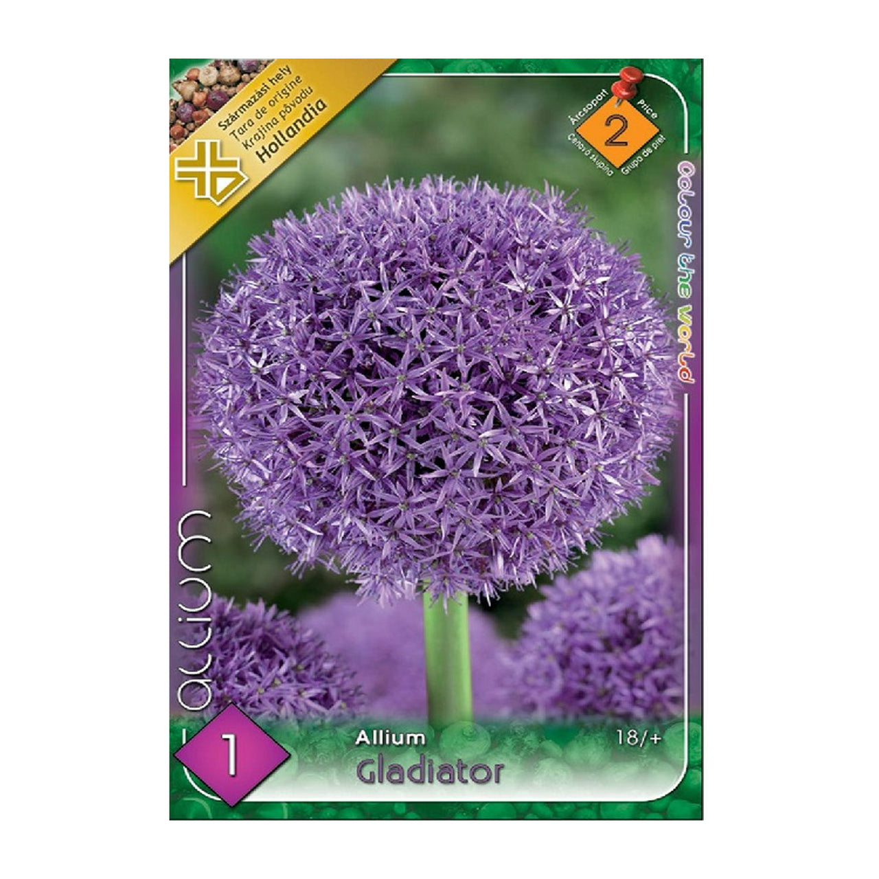 Bulbi Ceapa ornamentala Gladiator 1 buc