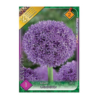 Thumbnail for Bulbi Ceapa ornamentala Gladiator 1 buc