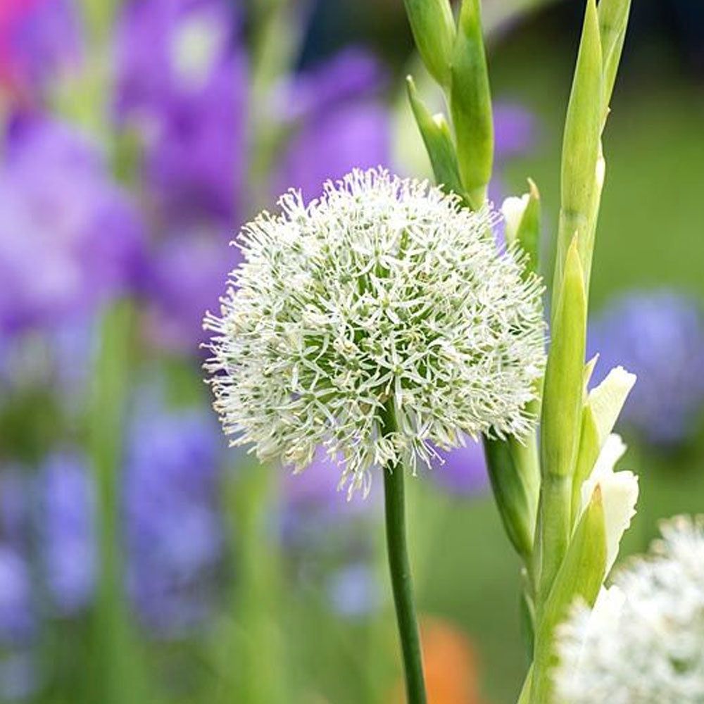 Bulbi Ceapa ornamentala Mount Everest 1 buc