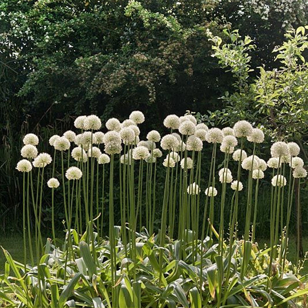 Bulbi Ceapa ornamentala Mount Everest 1 buc