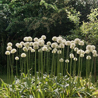 Thumbnail for Bulbi Ceapa ornamentala Mount Everest 1 buc