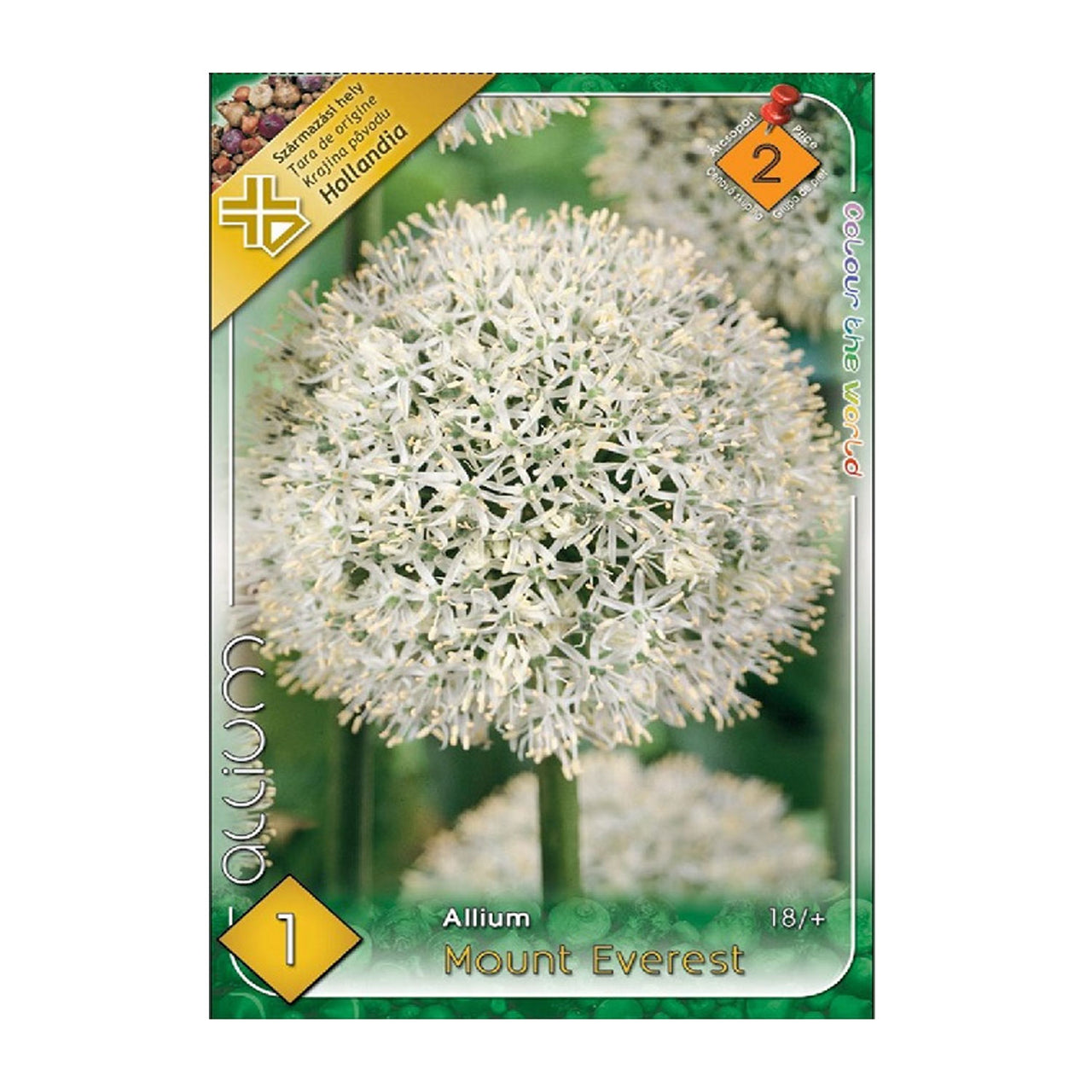 Bulbi Ceapa ornamentala Mount Everest 1 buc