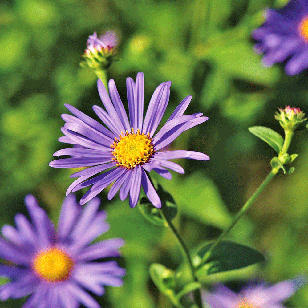 Seminte flori Aster (Aster amellus) albastru 0.05g
