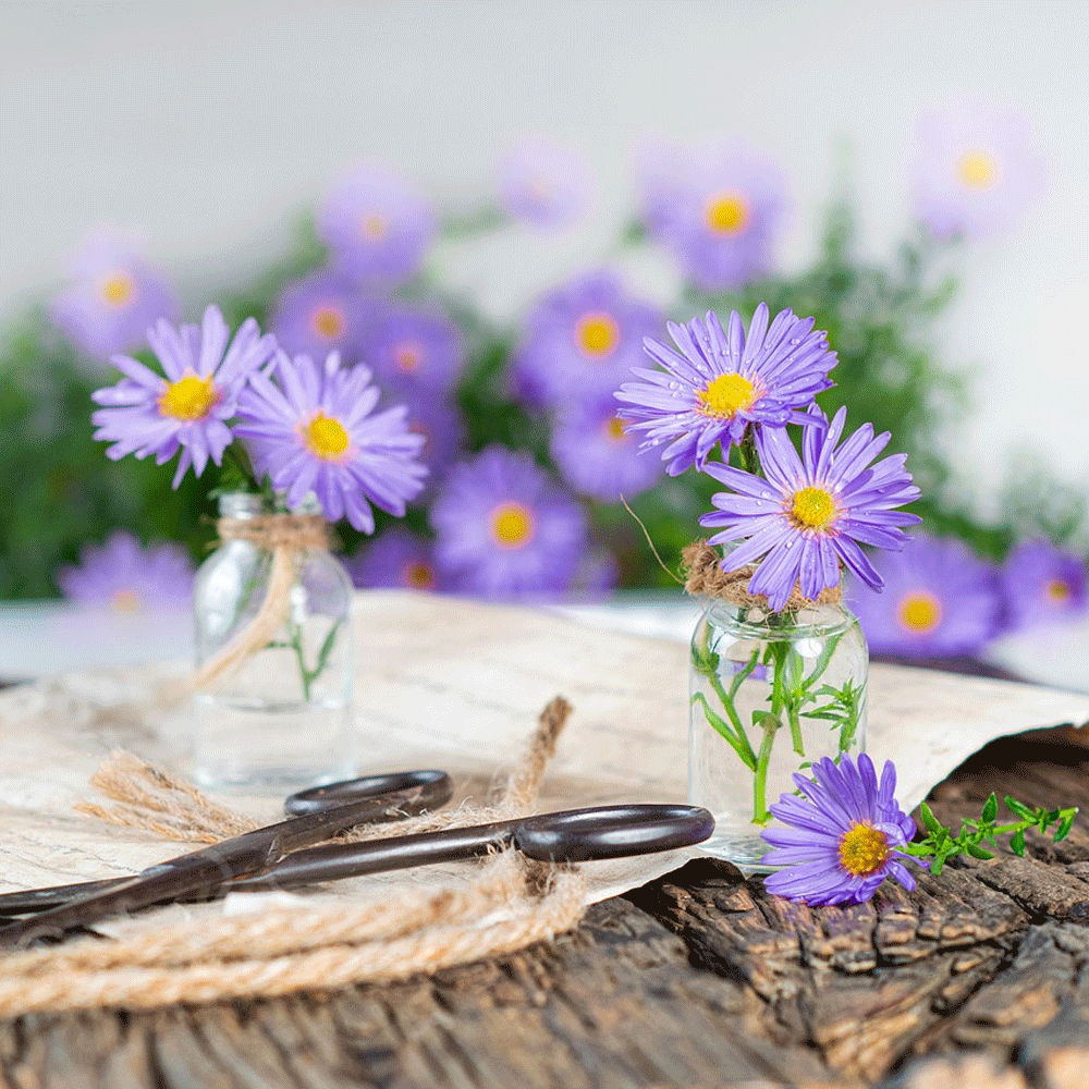 Seminte flori Aster (Aster amellus) albastru 0.05g