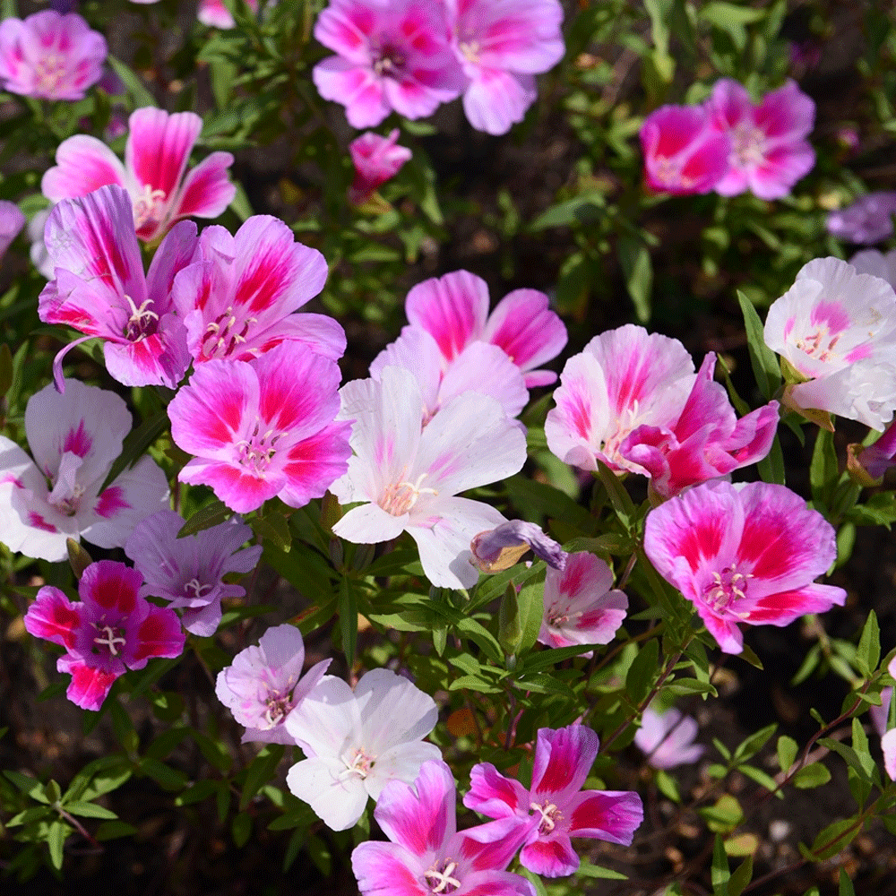 Seminte flori Azalee-Godetia (Godetia grandiflora) mix 0.3g