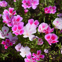 Thumbnail for Seminte flori Azalee-Godetia (Godetia grandiflora) mix 0.3g