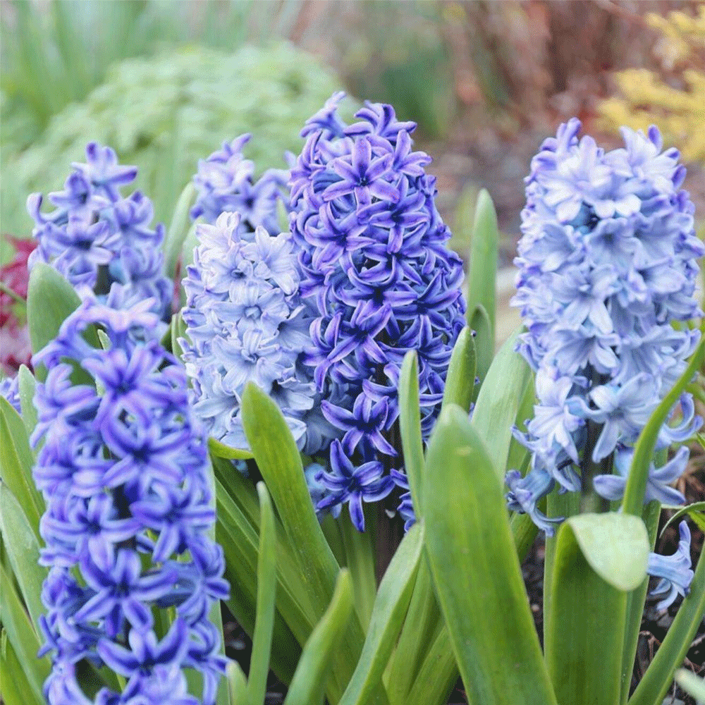 Bulbi Zambile Blue Shades Mix 3 buc