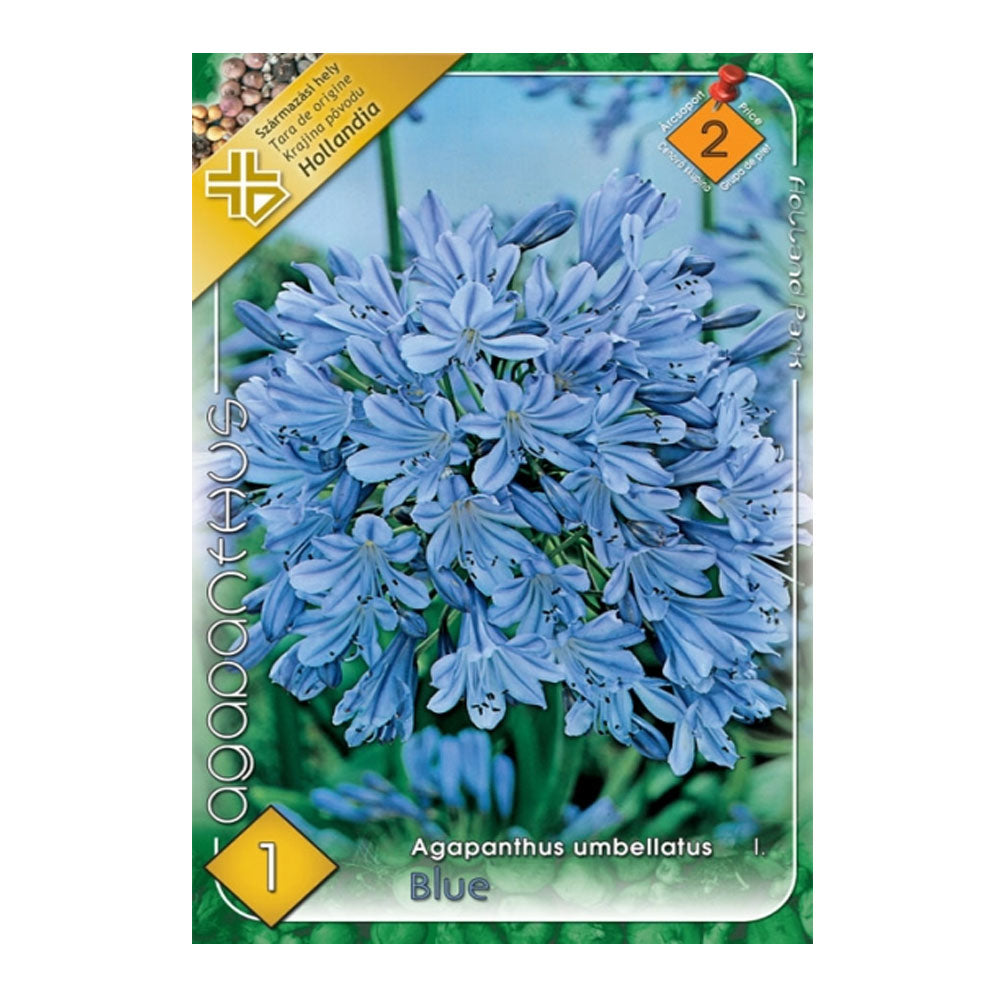 Bulbi Agapanthus Umbellatus Blue 1 buc