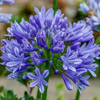 Thumbnail for Bulbi Agapanthus Umbellatus Blue 1 buc