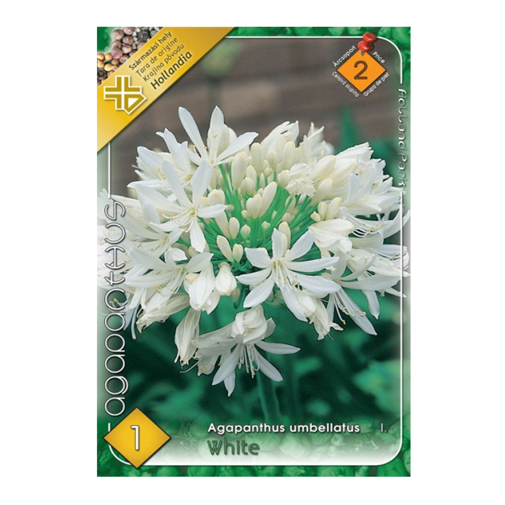 Bulbi Agapanthus Umbellatus White 1 buc