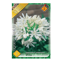 Thumbnail for Bulbi Agapanthus Umbellatus White 1 buc
