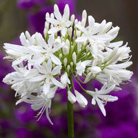 Thumbnail for Bulbi Agapanthus Umbellatus White 1 buc