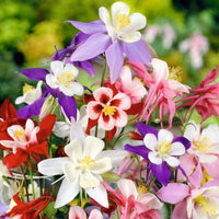 Thumbnail for Bulbi Aquilegia Mckana mix 3 buc