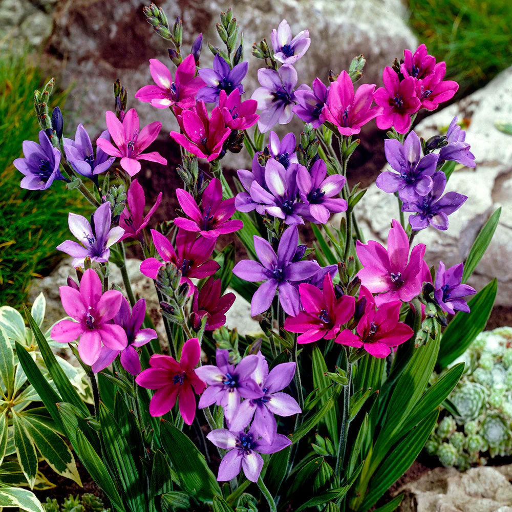 Bulbi Babiana Mix 10 buc