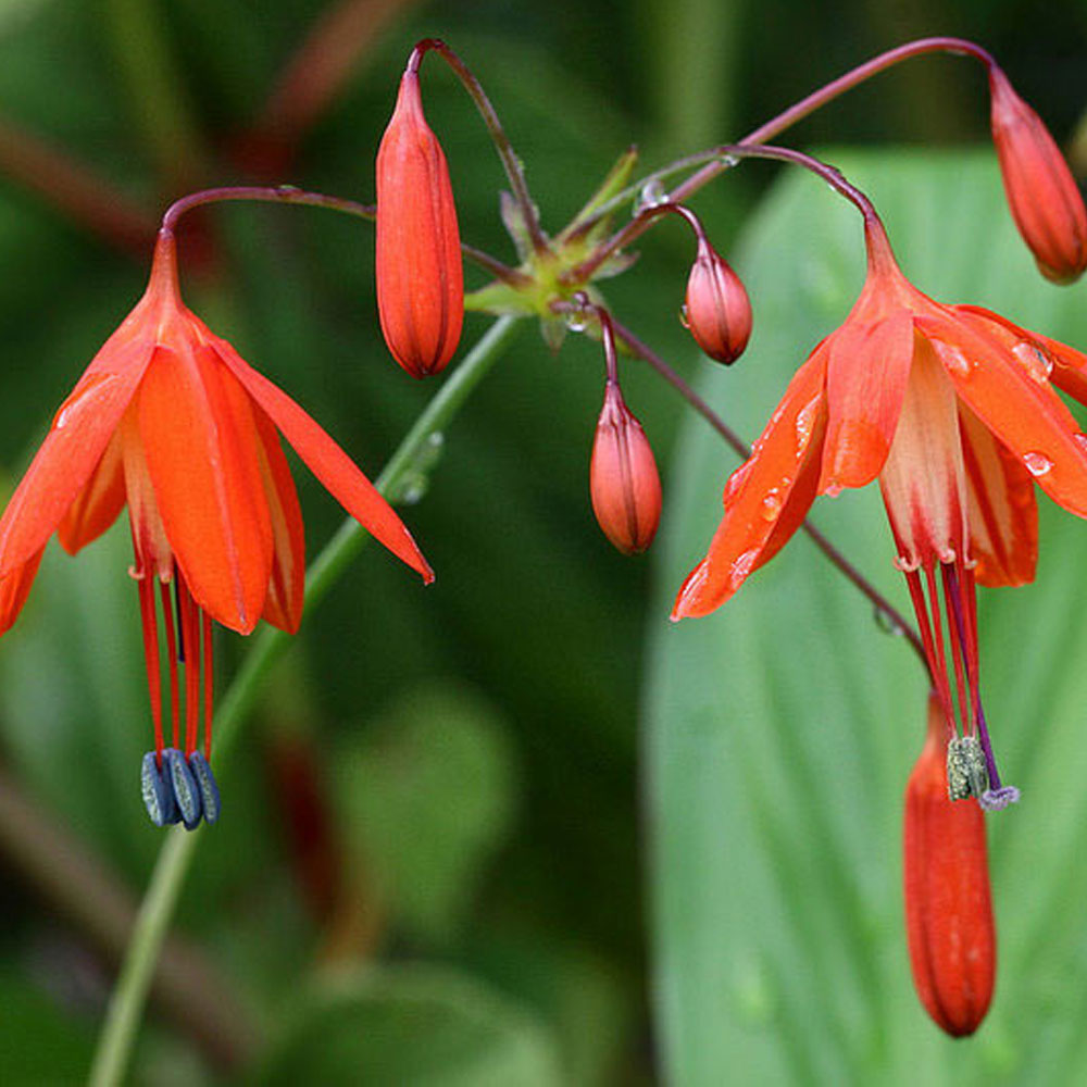 Bulbi Bessera elegans 10 buc