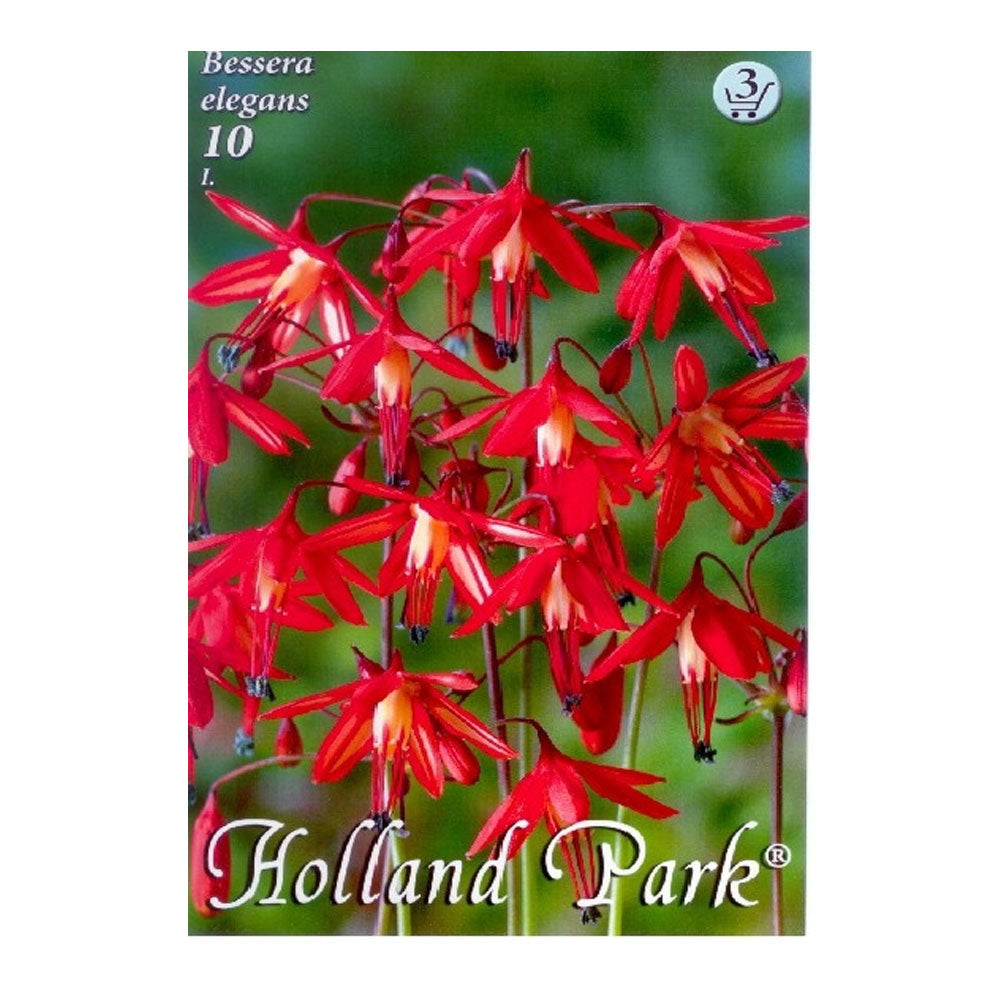 Bulbi Bessera elegans 10 buc