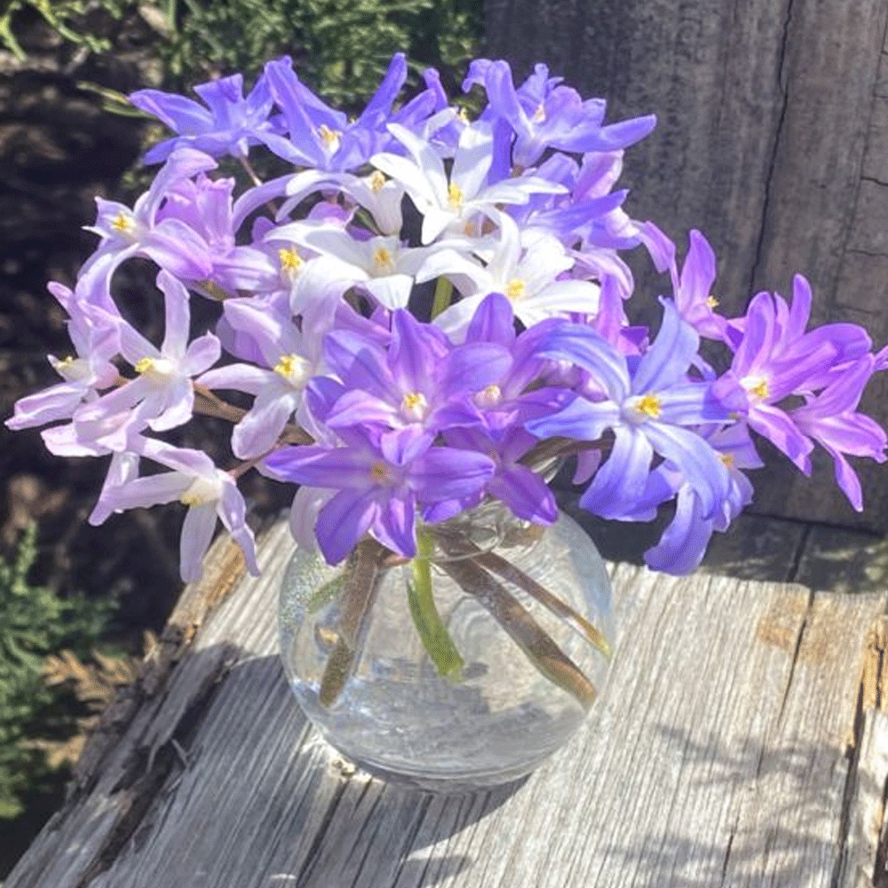 Bulbi Chionodoxa Mix 10 buc