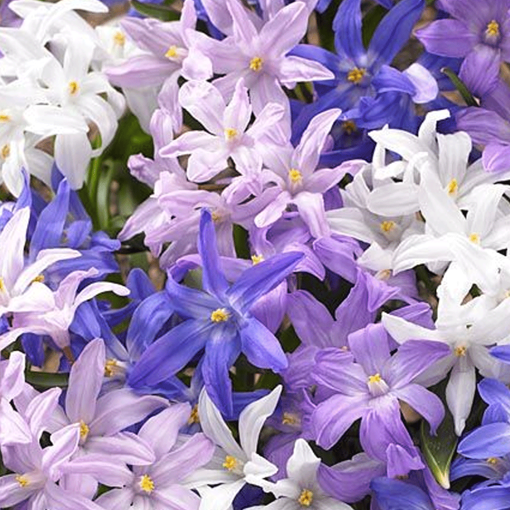 Bulbi Chionodoxa Mix 10 buc