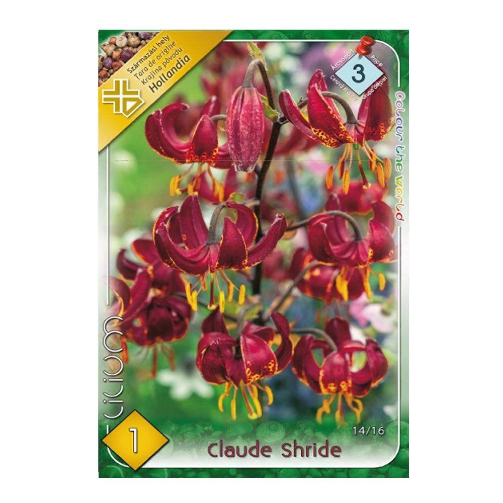 Bulbi Crini Claude Shride 1 buc