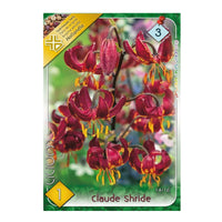 Thumbnail for Bulbi Crini Claude Shride 1 buc